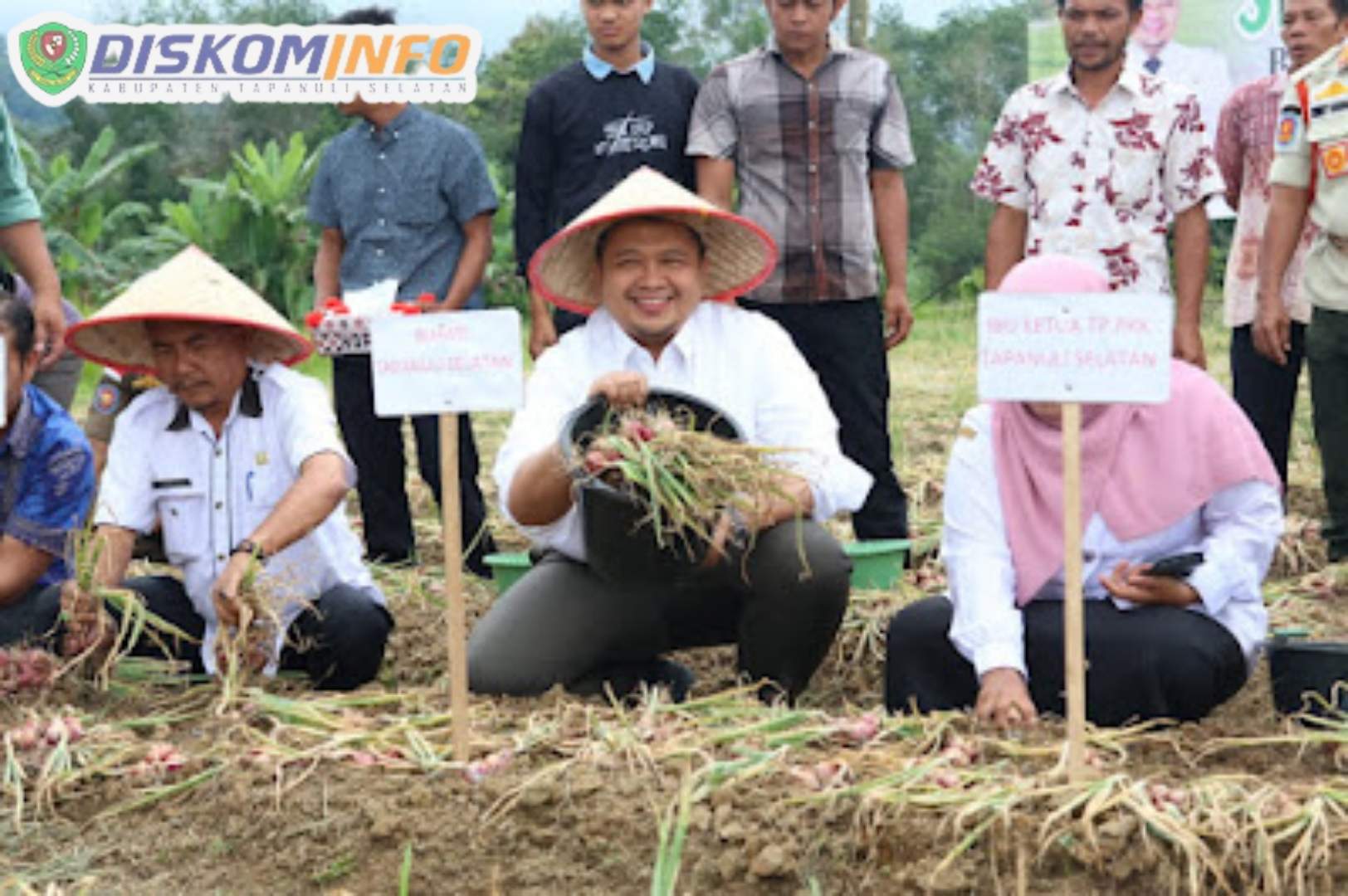 Bupati Tapsel Panen Perdana Bawang Merah Bersama Koptan Tunas Muda Arse