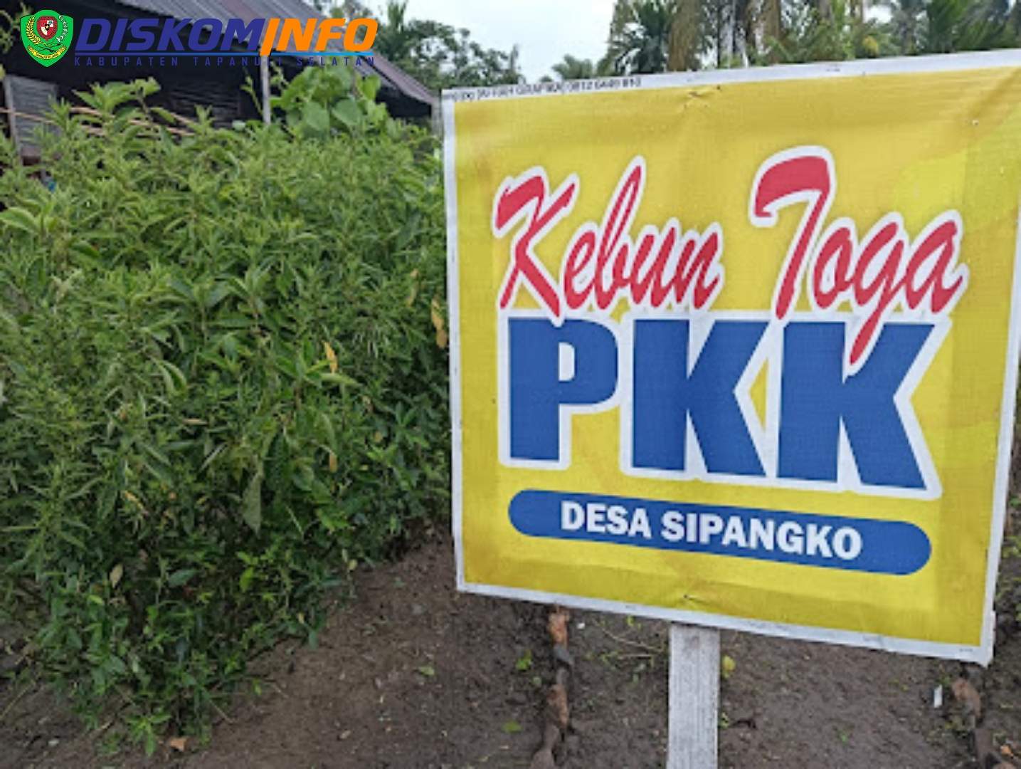 Tanaman Toga Desa Sipangko, Mulai Sambung Nyawa Sampai Sambiloto
